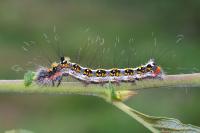 Acronicta tridens
