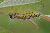 Phalera bucephala