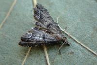 Diplopseustis perieresalis