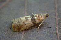 Sciota rhenella