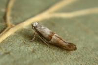 Cedestis subfasciella