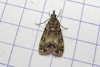 Eudonia lacustrata