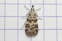 Scoparia ingratella/pyralella
