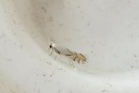 Phyllonorycter harrisella