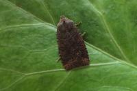 Conistra ligula