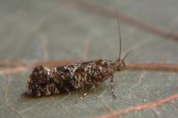 Acrolepia autumnitella