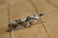 Zeiraphera isertana