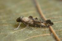 Epermenia chaerophyllella