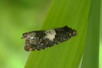 Epiblema