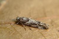 Recurvaria nanella