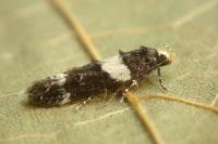 Recurvaria leucatella