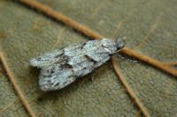 Symmoca signatella