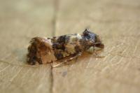Cochylis molliculana