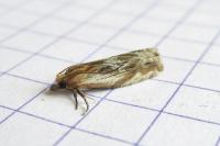 Eucosma cana