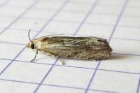 Eucosma cana
