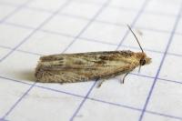 Eucosma cana