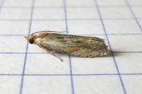 Eucosma cana