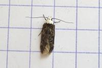 Endrosis sarcitrella