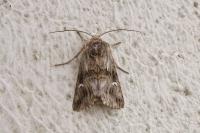 Calophasia lunula
