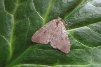 Epirrita dilutata