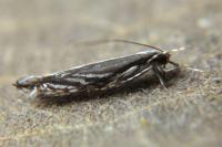 Micrurapteryx kollariella