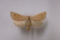 Episema grueneri