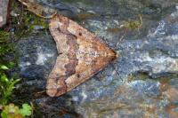 Erannis defoliaria