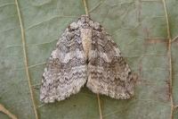 Epirrita