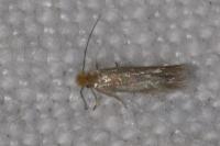 Bucculatrix cristatella