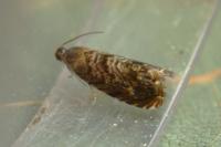 Grapholita janthinana