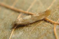 Mompha epilobiella