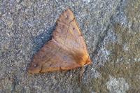 Colotois pennaria