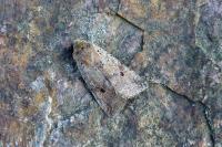 Leptologia blidaensis