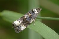 Endothenia gentianaeana/marginana/oblongana