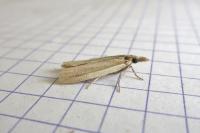 Anerastia lotella