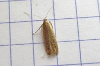 Limnaecia phragmitella
