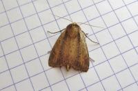 Archanara dissoluta