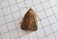 Lenisa geminipuncta