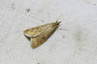 Udea ferrugalis