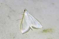 Palpita vitrealis