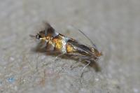 Phyllonorycter ulmifoliella