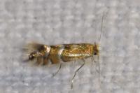 Phyllonorycter ulmifoliella