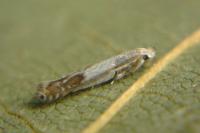 Lyonetia clerkella