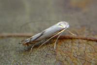 Lyonetia prunifoliella