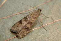 Nomophila noctuella
