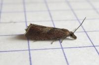 Dichrorampha acuminatana