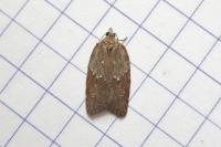 Acleris sparsana