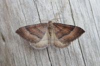 Larentia clavaria