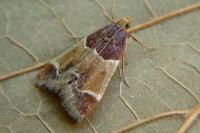 Pyralis farinalis