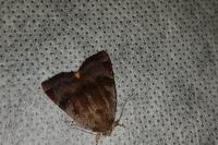 Noctua janthe/janthina